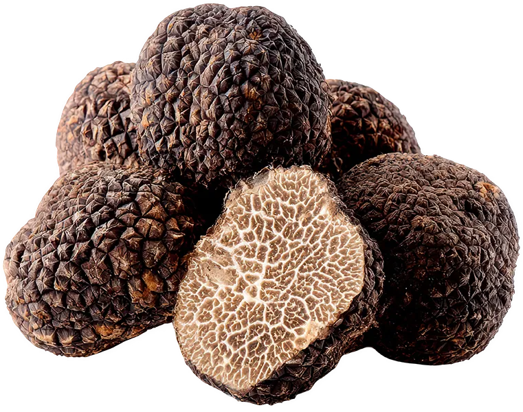 トリュフの仕入れ・卸販売 CHEFS TRUFFLE